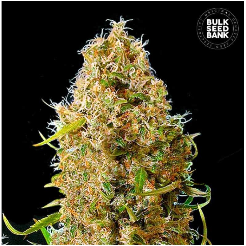 AUTO KALI'S MISTERY · Bulk Seed Bank · sementes de maconha · Auto Fem