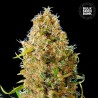AUTO KALI'S MISTERY · Bulk Seed Bank · sementes de maconha · Auto Fem