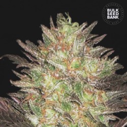 AUTO LAVENDER BEST · Bulk Seed Bank · graines de cannabis · Auto Fem