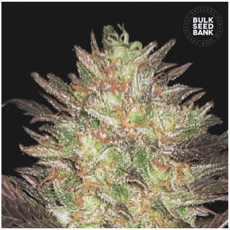 AUTO LAVENDER BEST · Bulk Seed Bank · sementes de maconha · Auto Fem