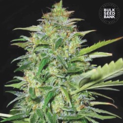 AUTO LIME SKUNK · Bulk Seed Bank · sementes de maconha · Auto Fem