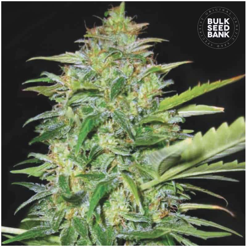 AUTO LIME SKUNK · Bulk Seed Bank · graines de cannabis · Auto Fem