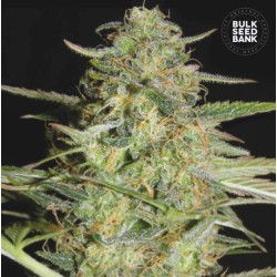 AUTO LOVERYDER · Bulk Seed Bank · sementes de maconha · Auto Fem