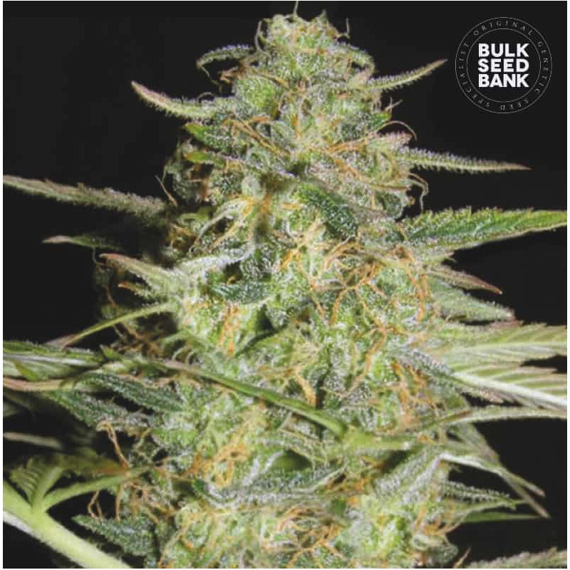 AUTO LOVERYDER · Bulk Seed Bank · sementes de maconha · Auto Fem