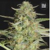 AUTO LOVERYDER · Bulk Seed Bank · cannabis seeds · Auto Fem