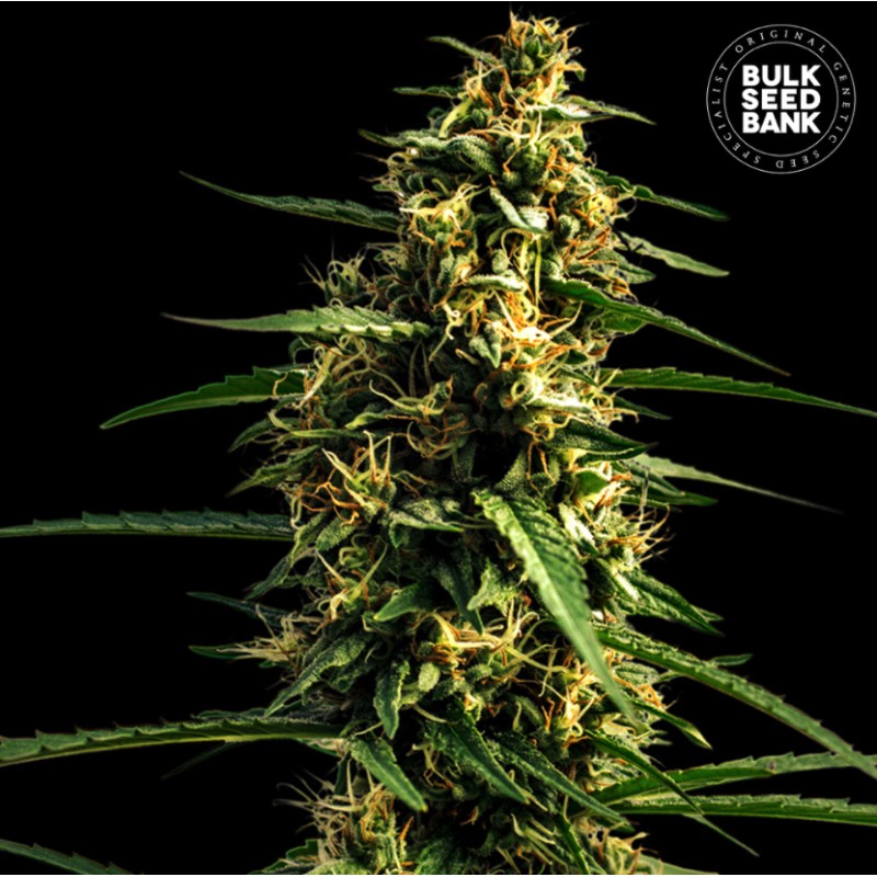 AUTO MANDARINE JUICE · Bulk Seed Bank · kenevir tohum · Auto Fem