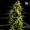 AUTO MANDARINE JUICE · Bulk Seed Bank · graines de cannabis · Auto Fem