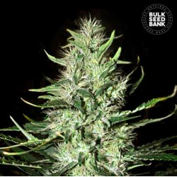 AUTO MAZAR EXTRA · Bulk Seed Bank · sementes de maconha · Auto Fem