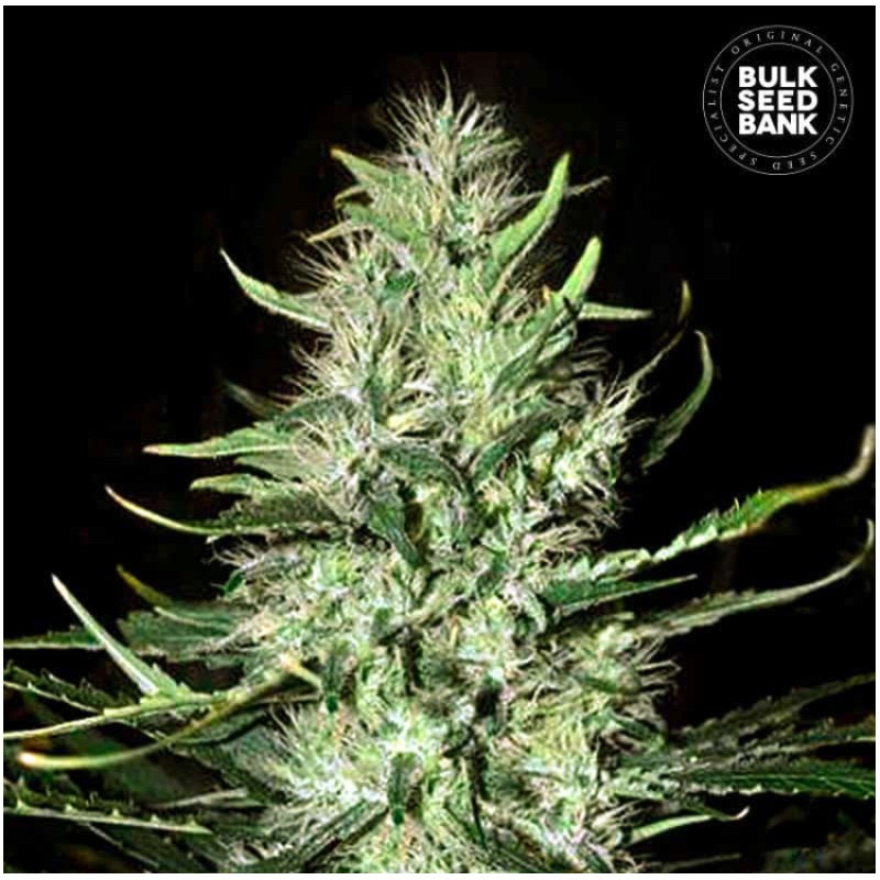 AUTO MAZAR EXTRA · Bulk Seed Bank · cannabis samen · Auto Fem