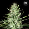 AUTO MAZAR EXTRA · Bulk Seed Bank · cannabis seeds · Auto Fem