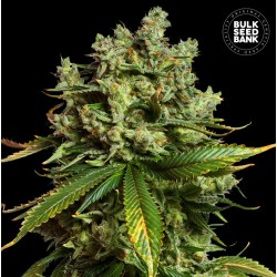 AUTO MIMOSA FAMOSA · Bulk Seed Bank · graines de cannabis · Auto Fem