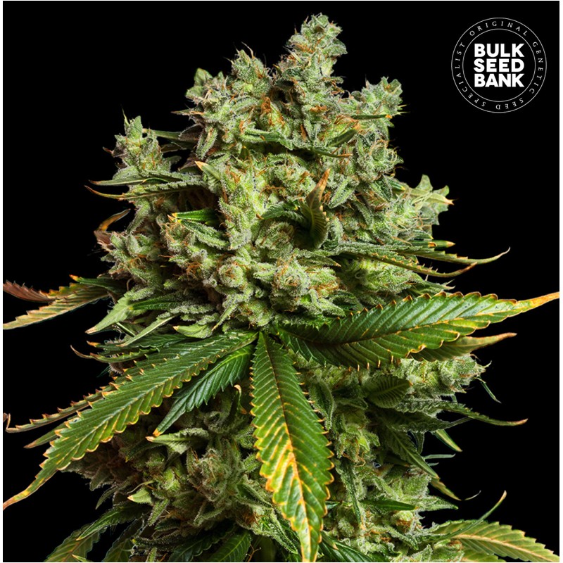 AUTO MIMOSA FAMOSA · Bulk Seed Bank · graines de cannabis · Auto Fem