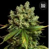 AUTO MIMOSA FAMOSA · Bulk Seed Bank · cannabis seeds · Auto Fem