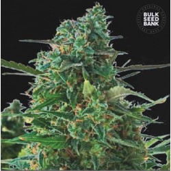 AUTO NBA DIESEL · Bulk Seed Bank · cannabis samen · Auto Fem