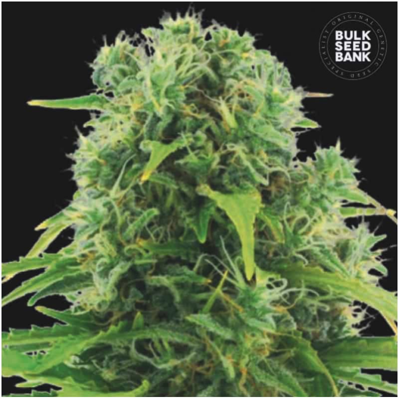 AUTO NORTHERN LIGHT · Bulk Seed Bank · graines de cannabis · Auto Fem