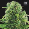 AUTO NORTHERN LIGHT · Bulk Seed Bank ·  cannabis samen · Auto Fem