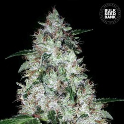 AUTO OG KUSH · Bulk Seed Bank · sementes de maconha · Auto Fem