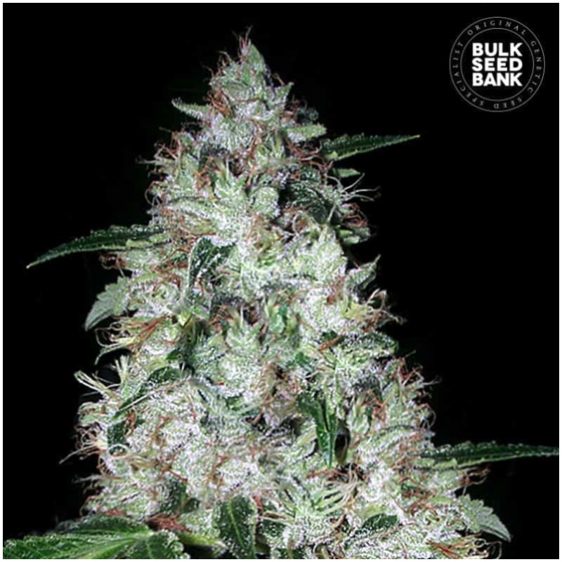 AUTO OG KUSH · Bulk Seed Bank · sementes de maconha · Auto Fem