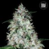 AUTO OG KUSH · Bulk Seed Bank · cannabis samen · Auto Fem