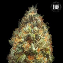 AUTO ORIGINAL ORANGE BUD · Bulk Seed Bank · cannabis samen · Auto Fem