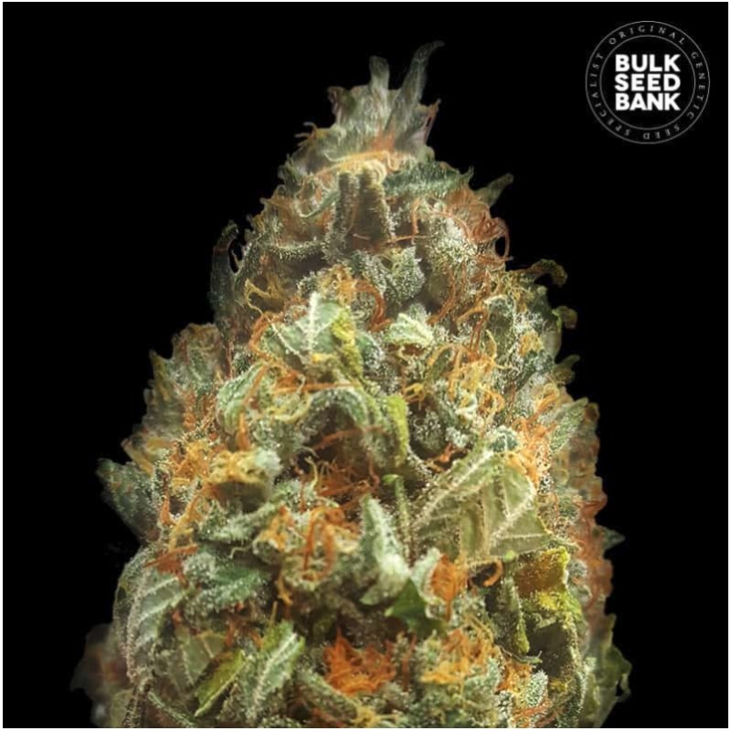 AUTO ORIGINAL ORANGE BUD · Bulk Seed Bank · graines de cannabis · Auto Fem