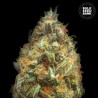 AUTO ORIGINAL ORANGE BUD · Bulk Seed Bank · graines de cannabis · Auto Fem