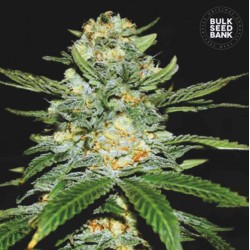 AUTO PERFECT POWER PLANT · Bulk Seed Bank · graines de cannabis · Auto Fem