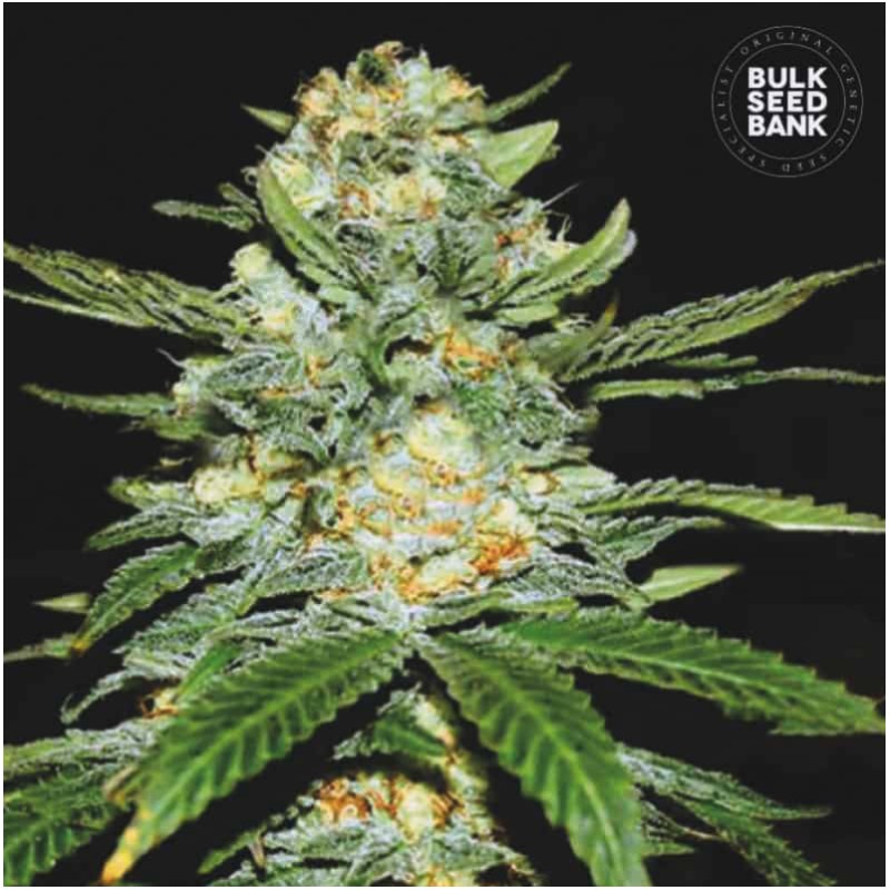 AUTO PERFECT POWER PLANT · Bulk Seed Bank · kenevir tohum · Auto Fem