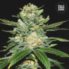 AUTO PERFECT POWER PLANT · Bulk Seed Bank · graines de cannabis · Auto Fem