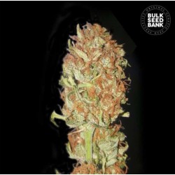 AUTO PSYCHEDELIC · Bulk Seed Bank · cannabis samen · Auto Fem