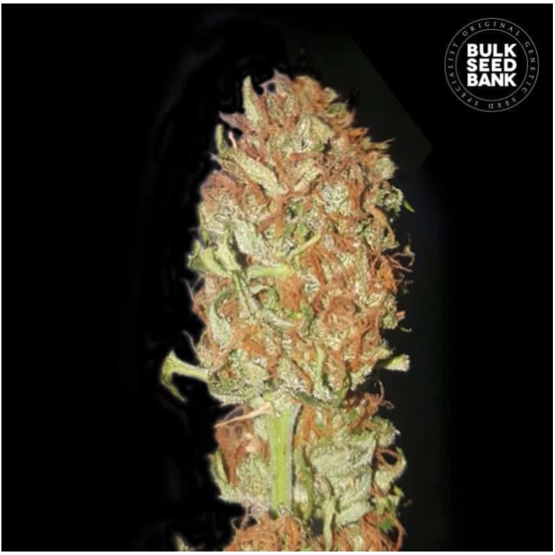 AUTO PSYCHEDELIC · Bulk Seed Bank · cannabis samen · Auto Fem