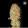 AUTO PSYCHEDELIC · Bulk Seed Bank · graines de cannabis · Auto Fem