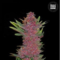 AUTO PURPLE GLAM KUSH · Bulk Seed Bank · cannabis seeds · Auto Fem