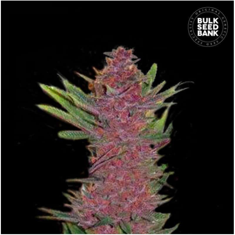 AUTO PURPLE GLAM KUSH · Bulk Seed Bank · cannabis seeds · Auto Fem