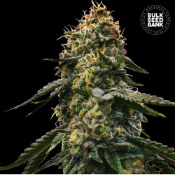 AUTO RUNTZ GLUNTZ · Bulk Seed Bank · graines de cannabis · Auto Fem