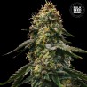 AUTO RUNTZ GLUNTZ · Bulk Seed Bank · graines de cannabis · Auto Fem