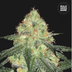 AUTO SOUR DIESEL · Bulk Seed Bank · cannabis samen · Auto Fem