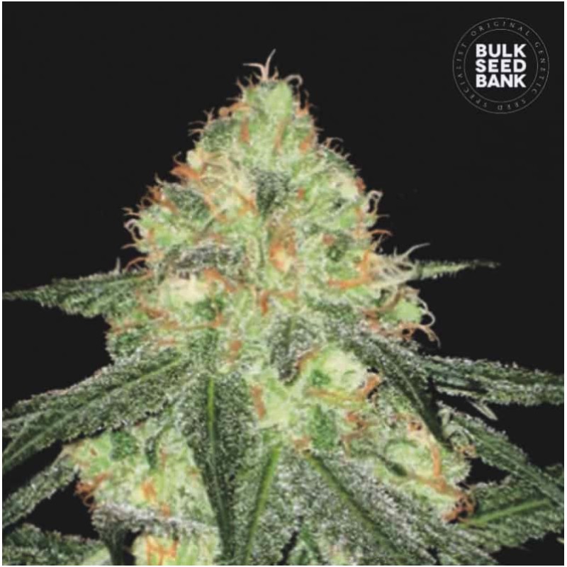 AUTO SOUR DIESEL · Bulk Seed Bank · graines de cannabis · Auto Fem