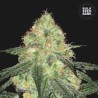 AUTO SOUR DIESEL · Bulk Seed Bank · graines de cannabis · Auto Fem