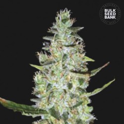 AUTO SPECIAL SKUNK · Bulk Seed Bank · cannabis samen · Auto Fem
