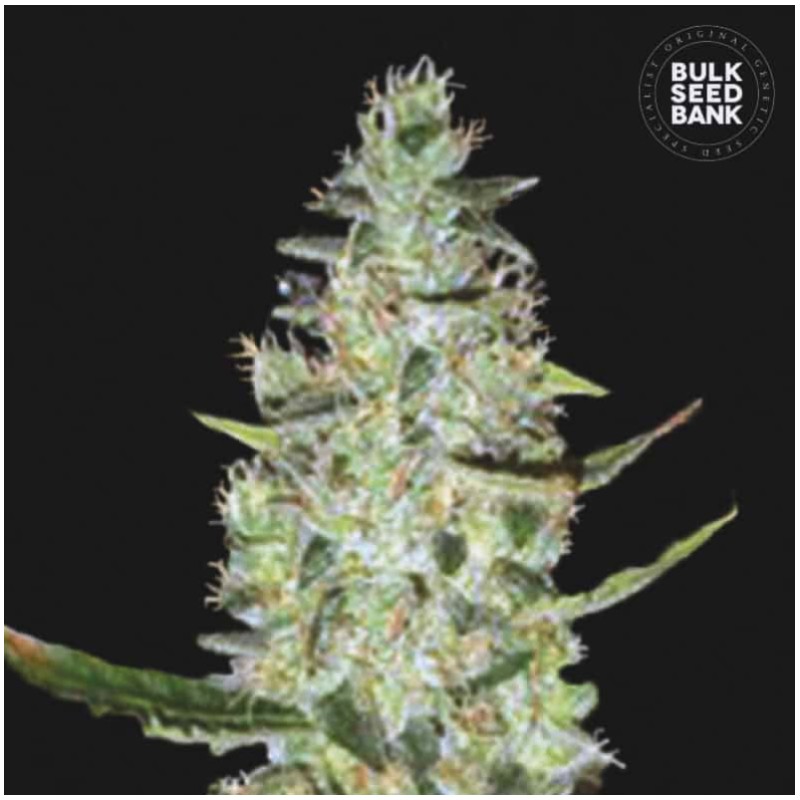 AUTO SPECIAL SKUNK · Bulk Seed Bank · graines de cannabis · Auto Fem