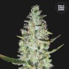 AUTO SPECIAL SKUNK · Bulk Seed Bank · graines de cannabis · Auto Fem
