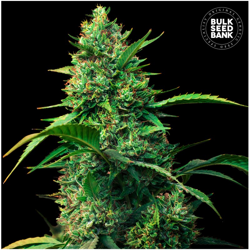 AUTO STRAWBERRY FERRY · Bulk Seed Bank · cannabis seeds · Auto Fem