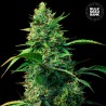 AUTO STRAWBERRY FERRY · Bulk Seed Bank · graines de cannabis · Auto Fem