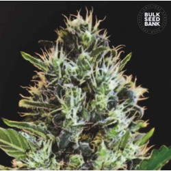 AUTO SUNMANGO · Bulk Seed Bank · cannabis seeds · Auto Fem