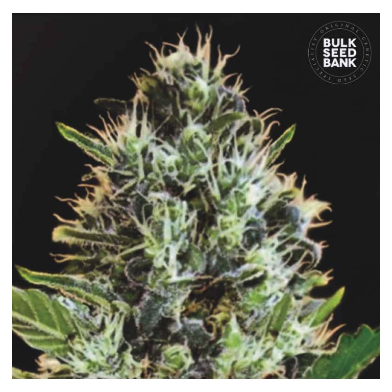 AUTO SUNMANGO · Bulk Seed Bank · sementes de maconha · Auto Fem