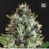 AUTO SUNMANGO · Bulk Seed Bank · graines de cannabis · Auto Fem