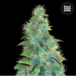 AUTO SWEET TOOTH · Bulk Seed Bank · kenevir tohum · Auto Fem