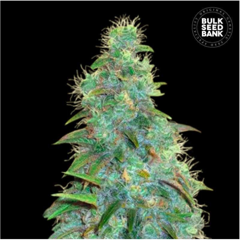AUTO SWEET TOOTH · Bulk Seed Bank · cannabis seeds · Auto Fem