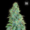 AUTO SWEET TOOTH · Bulk Seed Bank · kenevir tohum · Auto Fem